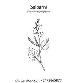 Salparin, oder Sal Leaved Desmodium (Pleurolobus gangeticus), Heilpflanze. Handgezeichnete botanische Vektorillustration