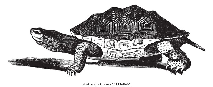 Salt water terrapin lives in salt or brackish water along the sea coast buying itself in the mud during winter, vintage line drawing or engraving illustration.