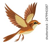 Saltmarsh Sparrow flying on white