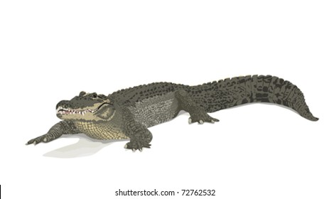 Saltwater Crocodile - Crocodylus Porosus