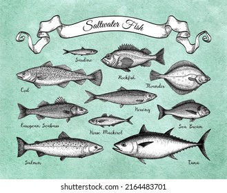 Saltwater fish. Ink sketches on watercolor background.