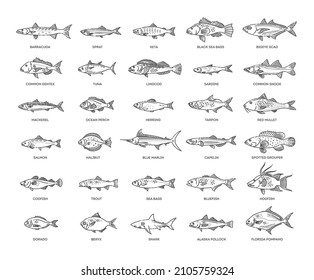 Saltwater fish set. Types marine and ocean fish