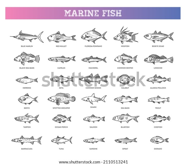 Saltwater fish set.\
Types marine and ocean\
fish