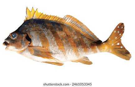 Saltwater fish, Spottedtail morwong real image white background cut out illustration. 