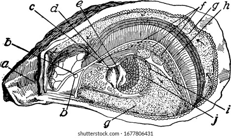 A salt-water mollusk, highly esteemed as an article of food, showing three different images of oyster in it, vintage line drawing or engraving 