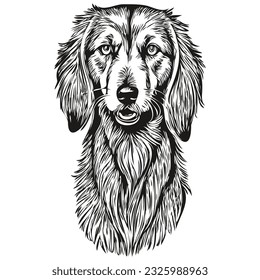 Saluki dog engraved vector portrait, face cartoon vintage drawing in black and white