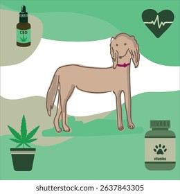 Saluki dog vector illustration with dog vitamins, cannabidiol (CBD) drops, cannabis plant, and heart cardiogram on eco green background for pet wellness.
