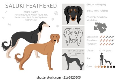 Saluki Feathered clipart. Different poses, coat colors set.  Vector illustration