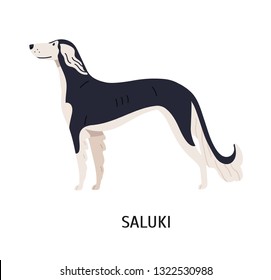 Saluki. Gorgeous lovely dog of hunting breed, gazehound or sighthound, side view. Stunning cute purebred pet animal isolated on white background. Colorful vector illustration in flat cartoon style.