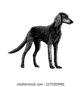 Ilustración vectorial de dibujos manuales Saluki aislada en fondo blanco