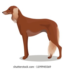 Saluki of persian greyhound