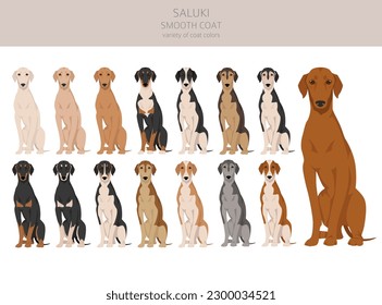 Saluki smooth coated clipart. Different poses, coat colors set.  Vector illustration