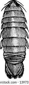 Salve Bug is a parasitic isopod crustacean, vintage line drawing or engraving illustration.