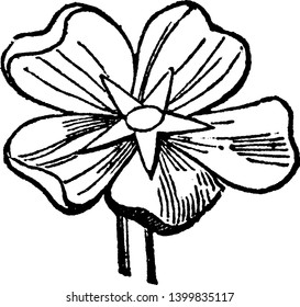 Salver-Shaped flower are narrow at the base. Flowers have five petals. Flower inside structure like a star and petals heart shaped, vintage line drawing or engraving illustration.