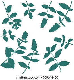 Salvia officinalis