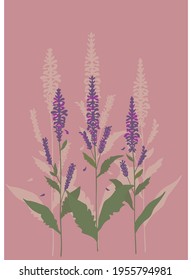 Salvia-rosa Hintergrund, Blumen Vektorgrafik 
