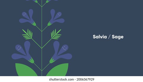 Salvia, Sage. Flower. Simple vector illustration. Funny plant. Background image for banner, greeting card, invitation, decoration.