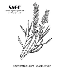 Salvia sketch vector illustration. Culinary sage hand draw set isolated on white background. Sage plant with leaves. Herbal engraved print. Vintage sketch element for labels, packaging design.