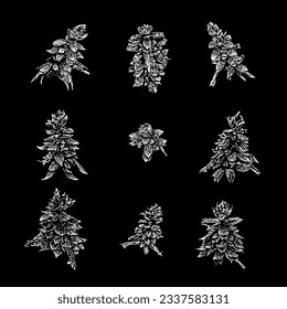 salvia splendens hand drawing vector isolated on black background.