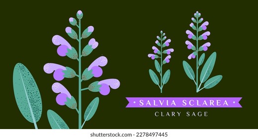 Salvia vector drawing. Isolated flower and leaves. Detailed botanical sketch for tea, organic cosmetics, medicine, aromatherapy