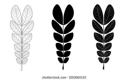 Samanea saman leaves form in three style, outline, silhouette, and white lines graphic on white background.