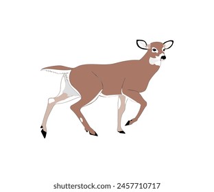  sambar, or deer Deer, sambar, or deer are ruminant mammals belonging to the Cervidae family. One of the characteristics of deer is the presence of horns rather than antlers, which are bony growt