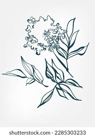 sambucum leaves blossom wild plant flower grass vector line art elegant isolated clip art isolated