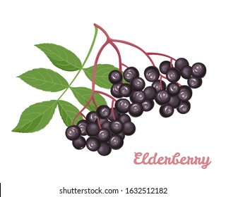 Sambucus isolated on a white background. Branch of black elderberry with green leaves. Vector illustration in cartoon flat style.