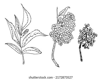 Sambucus racemosa botanical sketch, isolated element leaf and twigs with berries black outline on white for a natural design template. Vintage nature graphic. Sketch black collection.
