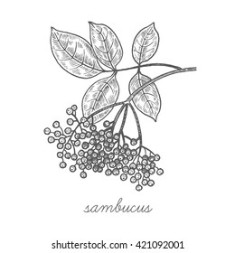 Sambucus tree. Vector plant isolated on white background. Designed to create package of health and beauty natural products. Black ink.