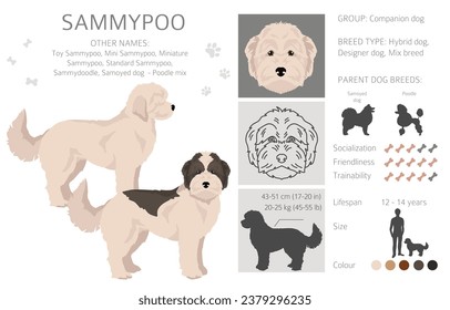 Sammypoo clipart. Samoyed dog Poodle mix. Different coat colors set.  Vector illustration