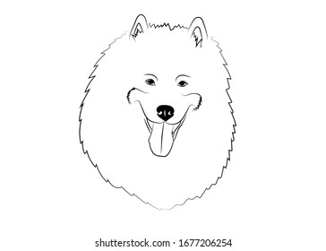 Samoyed dog animal cute face.Eskimo spitz, Samoiedskaya Sabaka, Sammy head portrait. Vector illustration. Logo design.