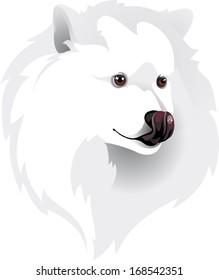 Samoyed dog breed