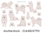 Samoyed dog clipart. Different poses, coat colors set.  Vector illustration