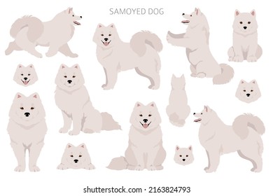 Piloto de perro de Samoyed. Postas diferentes, colores de abrigo.  Ilustración del vector
