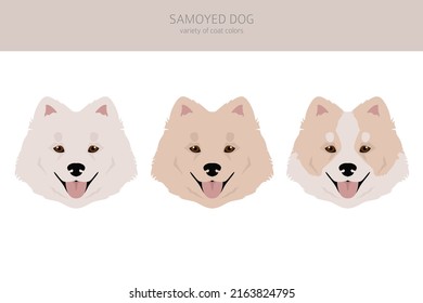 Samoyed dog clipart. Different poses, coat colors set.  Vector illustration