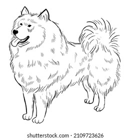 Samoyed dog isolated on white background. Hand drawn dog breed vector sketch.