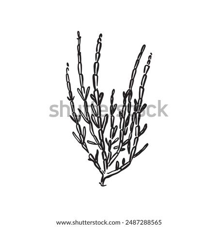 Samphire drawn by hand in black and white. A sketchy style vector.