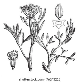 Samphire Or Rock Samphire Or Crithmum Maritimum, Vintage Engraving. Old Engraved Illustration Of Samphire Plant Showing Flowers And Seed Pod (upper Right).