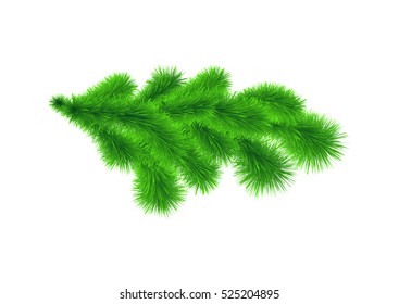 Sample of Christmas tree branch