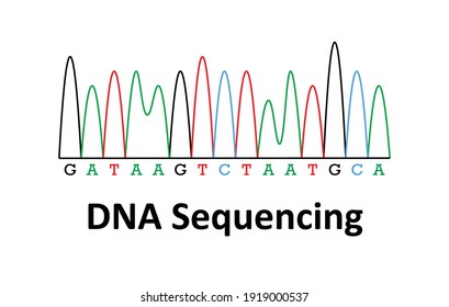 Sample Chromatogram of DNA sequencing