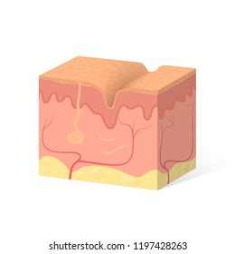 Sample Of Human Skin, Skin Device And Inner Layers. Deep Wrinkles