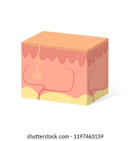 Sample of human skin, skin device and inner layers 