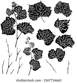 A sample of individual items. Grape leaves. Black background. It can be used in art.