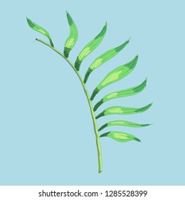 
sample of palm leaf
green on a colored background