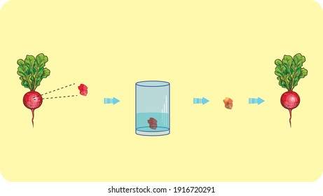 Sample science lesson work on the reproductive structure of the radish plant