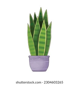 San Sevieria Trifaciata in pot isolated on white background