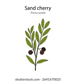 Sand cherry (Prunus pumila), edible and ornamental plant. Hand drawn botanical vector illustration