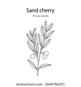 Areia (Prunus pumila), planta comestível e ornamental. Ilustração vetorial botânica desenhada à mão