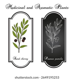 Areia (Prunus pumila), planta comestível e ornamental. Ilustração vetorial botânica desenhada à mão